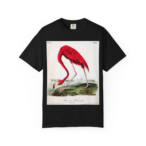 American Flamingo (Phoenicopterus ruber) — Audubon Plate 375