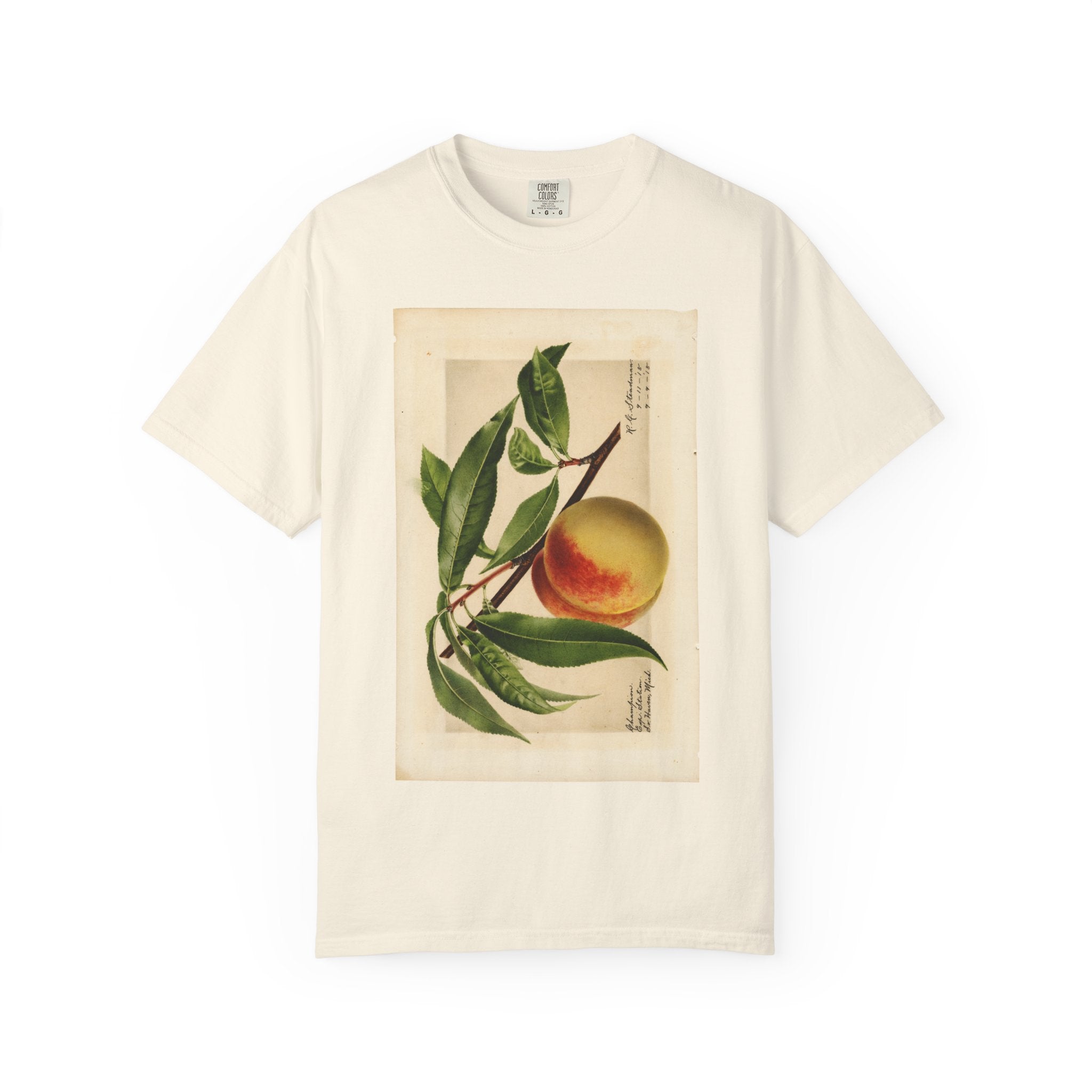 Prunus persica: Champion Peach
