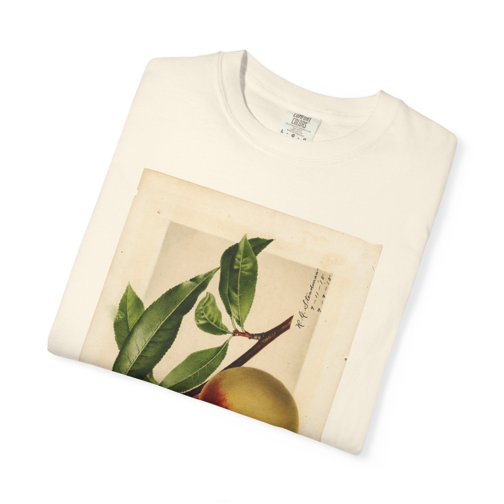Prunus persica: Champion Peach