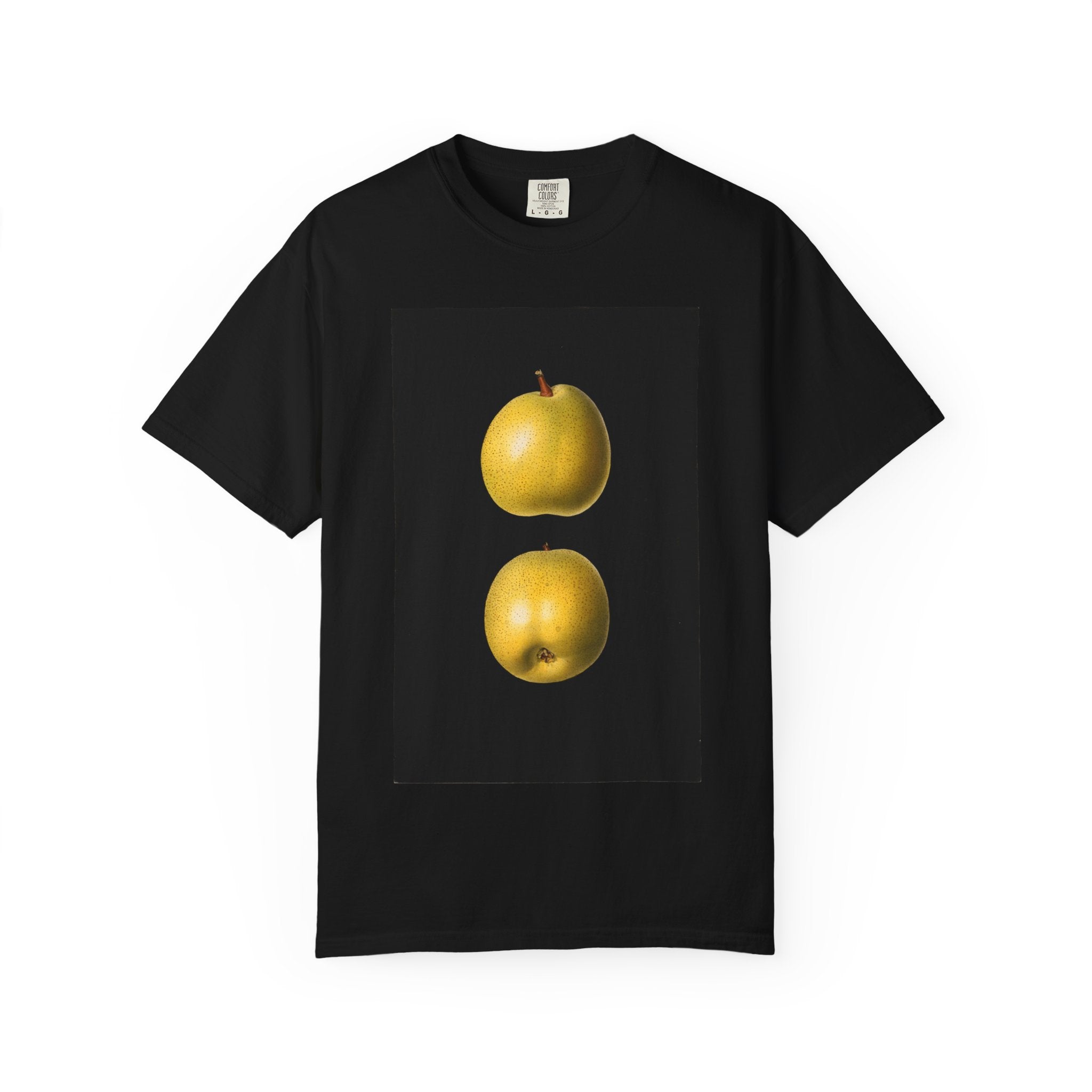 Pyrus ussuriensis: Ussurian Pear