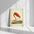 American Flamingo (Phoenicopterus ruber) — Audubon Plate 375