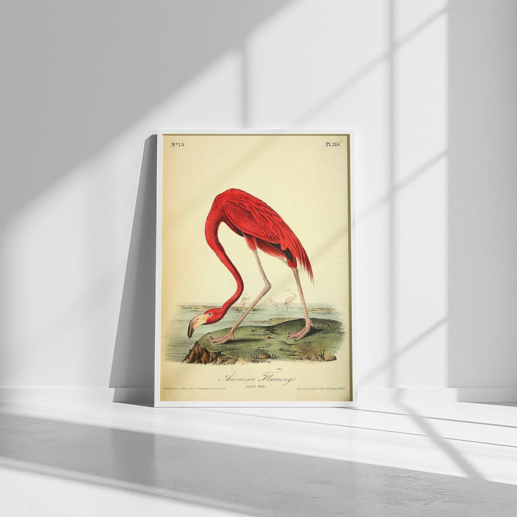 American Flamingo (Phoenicopterus ruber) — Audubon Plate 375