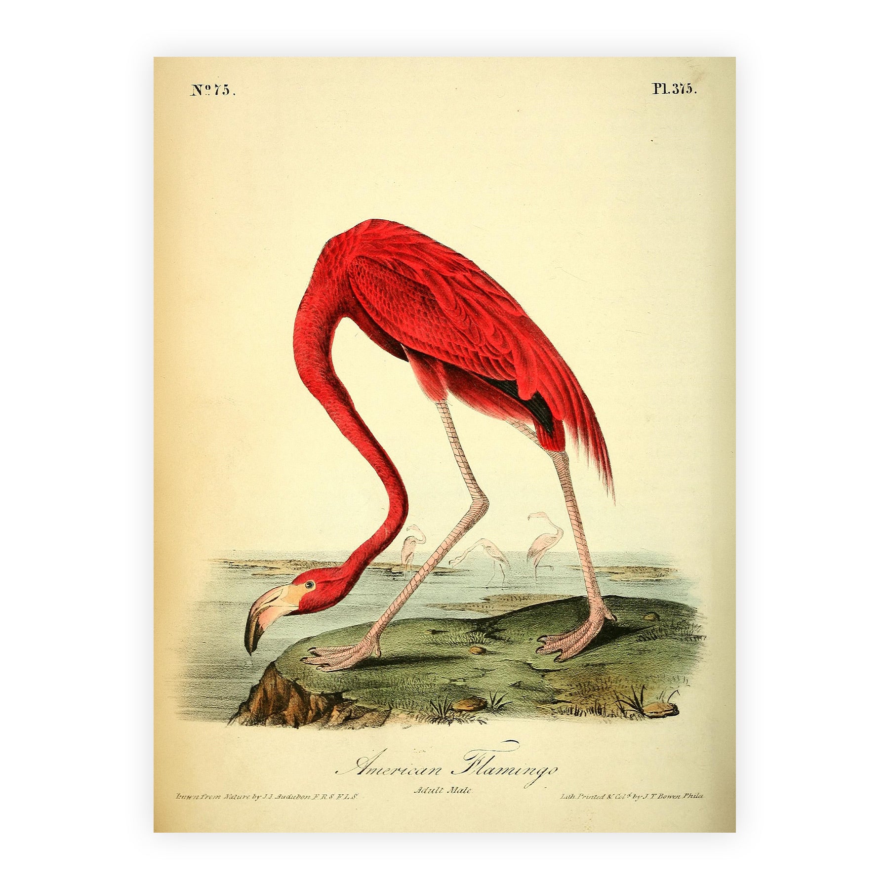 American Flamingo (Phoenicopterus ruber) — Audubon Plate 375