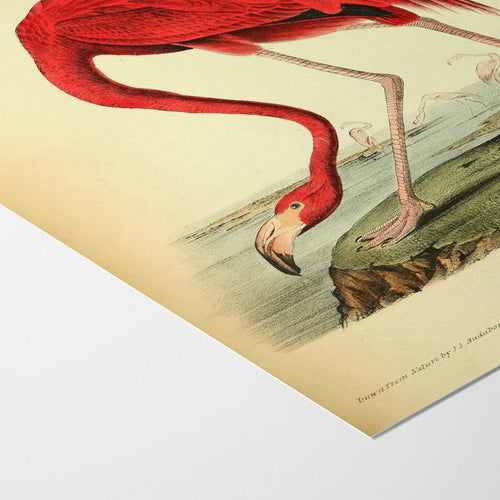 American Flamingo (Phoenicopterus ruber) — Audubon Plate 375